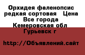 Орхидея фаленопсис редкая сортовая › Цена ­ 800 - Все города  »    . Кемеровская обл.,Гурьевск г.